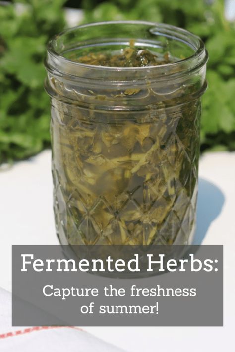 Fermented herbs are a delicious way to preserve the summer harvest! For a few minutes of prep now, you can enjoy fresh herbs all fall and winter long. Such an easy way to get some more probiotics in you diet as well! #fermentedherbs #ferments #lactofermentedherbs #probiotics #guthealth #herbs #selfsufficiency # preservetheharves #reclaimingvitality Fermented Herbs, Fermenting Weights, Fermentation Recipes, Fermented Vegetables, Summer Harvest, Natural Parenting, Herbs For Health, Healing Herbs, Fermented Foods