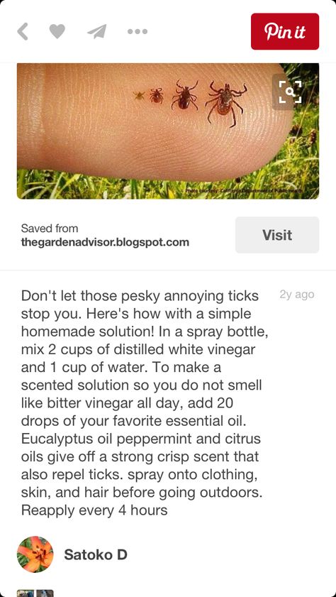 Spider Repellent, Diy Bug Repellent, Diy Spider, Bug Spray Recipe, Tick Spray, Natural Bug Repellent, Household Pests, Sick Remedies, Survival Skills Life Hacks