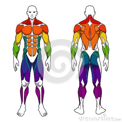 Human Body Anatomy Drawing, Body Anatomy Drawing, Gym Vector, Human Body Muscles, Body Muscle Anatomy, Muscles Anatomy, Swimming Strokes, Body Muscles, Health Class