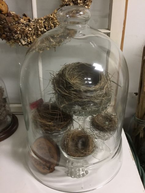 Birds Nest Display, Displaying Birds Nests, Bird Nest Display, Bird Nest Display Ideas, Vintage Bird Decor, Wasp Nest Display, Ornithology Aesthetic, Bird Nest Decor, Bird Nest Art