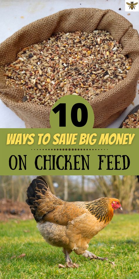 Aesthetic Chicken Coop, Aesthetic Farm Animals, Chicken Feed Recipe, Chicken Feed Diy, Farming Aesthetic, Farm Life Aesthetic, What To Feed Chickens, Organic Chicken Feed, Aesthetic Chicken