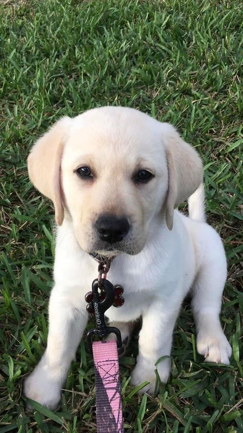 White Lab Puppy, Blonde Labrador, White Lab Puppies, White Labrador, Lab Puppy, Dream Dog, White Lab, Labrador Puppy, Cute Dogs And Puppies