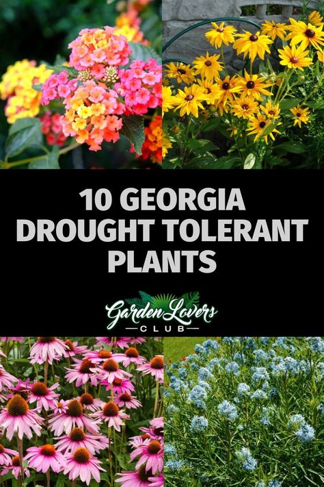 The state of Georgia includes the USDA zones of 6a through 9a. No matter the area of Georgia where you reside, you need to know about drought-tolerant plants in case a drought strikes your region. Native Plants To Georgia, Gardening In Georgia, Georgia Landscaping, Georgia Landscaping Ideas, Native Georgia Plants, Georgia Native Landscaping, South Georgia Landscaping Ideas, Native Georgia Plants Landscapes, Georgia Backyard Landscaping