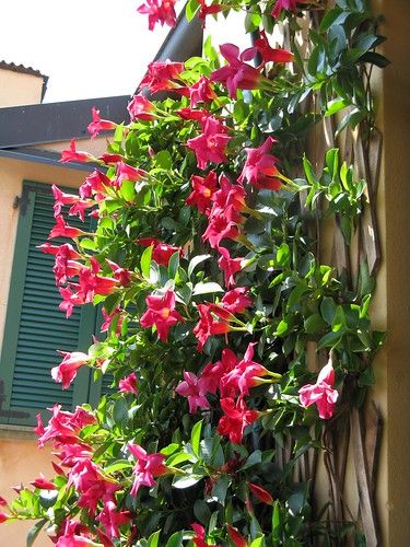 mandevilla | Cristian+Silvia+Roberto | Flickr Dipladenia Plants Care, Dipladenia Planter Ideas, Dipladenia Plants, Identifying Plants, 2023 Landscape, Container Arrangements, Indoor Climbing Plants, Mandevilla Vine, Cabin Garden