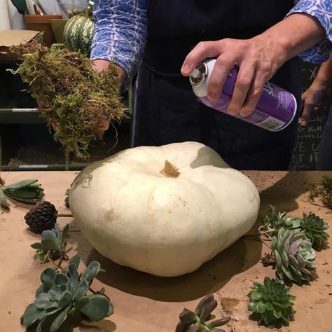 How To Make A Pumpkin Succulent Arrangement, Real Succulent Pumpkins Diy, Pumpkin Succulent Centerpieces Fall, Succulents On Pumpkins, Fall Decor Pumpkins Indoor, Succulent Pumpkins Centerpiece, Pumpkin With Succulents Centerpiece, Diy Succulent Pumpkin, Green Pumpkin Centerpiece