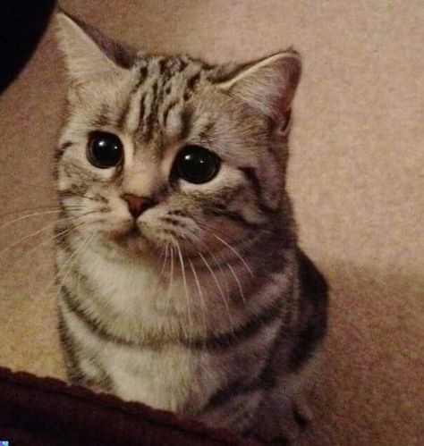 That little sad face! Face Pic, Very Cute Dogs, Cute Animal Pictures, Funny Animal Pictures, Pretty Cats, Crazy Cat Lady, Baby Cats, Crazy Cats, A Cat