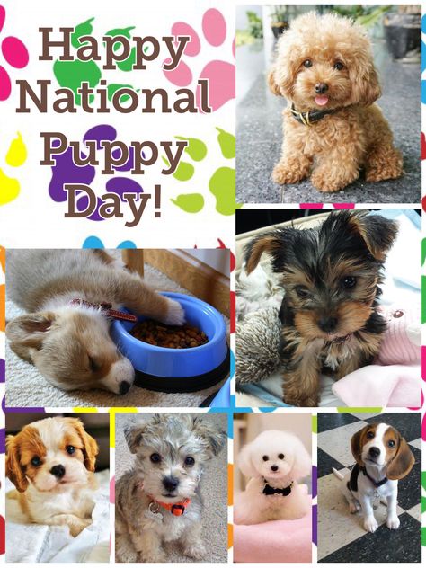 Happy National Puppy Day! March 23 National Pet Day 2023, Happy Gotcha Day Dogs, National Dog Day August 26, Happy Mother’s Day For Pet Moms, Dreamcatcher Wallpaper, National Pet Day, National Puppy Day, Puppy Day, National Days