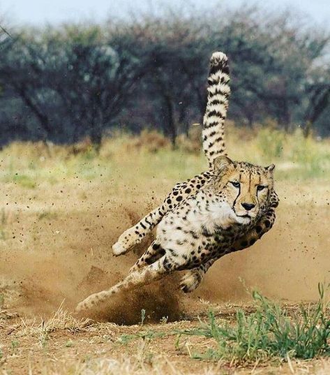 Cheetah attack! |  Photo by @ccfcheetah  #Destination_wild Cheetah Running, Tiger Beetle, Wild Animals Pictures, Africa Destinations, Record Holder, Cheetahs, African Wildlife, African Animals, Photography Travel