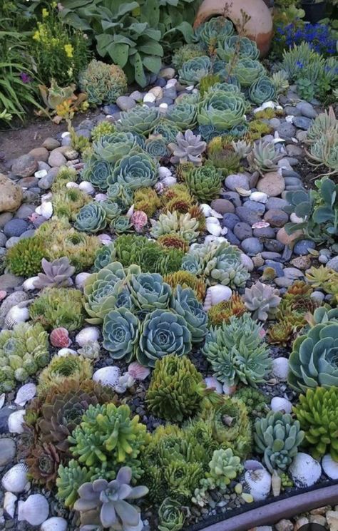 Succulent Rock Garden, Succulent Garden Landscape, Succulent Landscape Design, Succulent Landscaping, Succulent Garden Design, Rock Garden Design, Types Of Succulents, Succulent Gardening, Rock Garden Landscaping