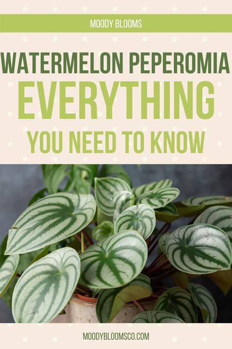 Peperomia Plant Care Houseplant, Watermelon Peperomia Plant Care, Peperomia Watermelon, Watermelon Peperomia Care, Peperomia Watermelon Care, Watermelon Peperomia, Peperomia Argyreia, Propagate Watermelon Peperomia, Peperomia Red Ripple