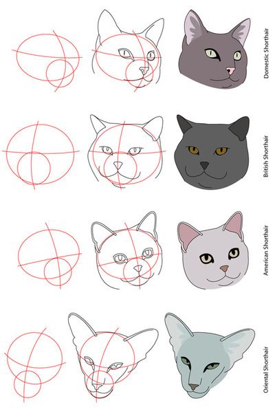 Cat anatomy head How To Draw Cats, Draw Cats, Cat Tutorial, To Draw, Step By Step