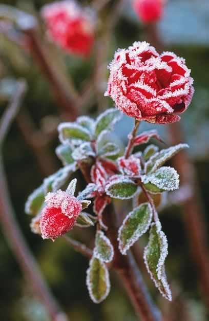 The last rose of the season. Beautiful frozen rose. Frozen Rose, Inspiration Tattoos, Winter Rose, Winter Frost, Winter Love, Airbrush Art, Winter Scenery, Winter Beauty, Winter Flowers