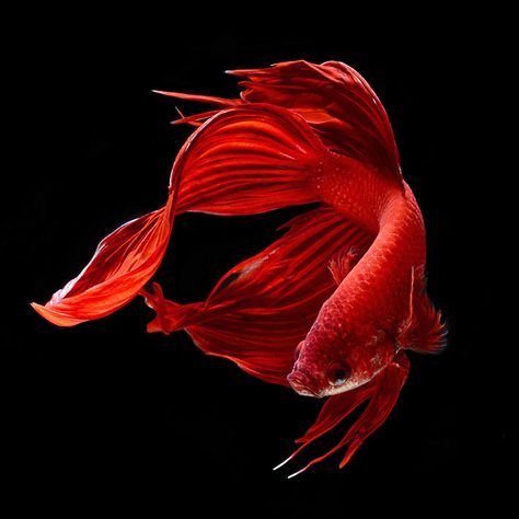 Siamese Fish, Aquatic Art, Fish Background, Beta Fish, Fish Wallpaper, Exotic Fish, Fish Swimming, Beautiful Fish, Foto Art