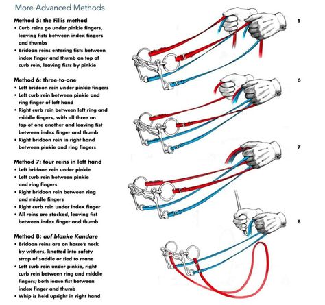 Great info, but: Please don't tie bridoon reins to your horse's mane. Stable Hacks, Stable Plans, Dressage Exercises, Horse Training Exercises, Barn Hacks, Horseback Riding Tips, Stable Ideas, Horse Lessons, Horse Information