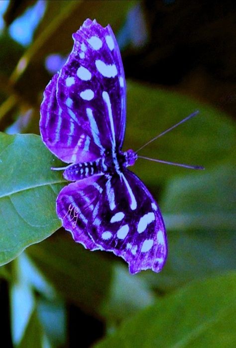 Glasswing Butterfly, Butterfly Photography, Cool Insects, Lavender Butterfly, Beautiful Butterfly Pictures, Beautiful Butterfly Photography, Butterfly Art Painting, Butterfly Species, Flying Flowers