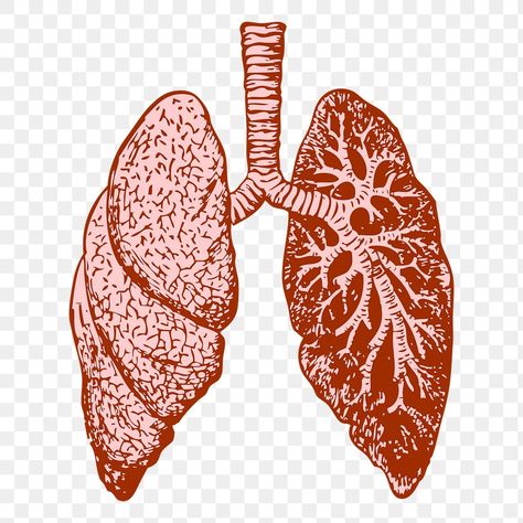 Lungs Outline, Lungs Illustration, Anatomy Lungs, Lungs Drawing, Lungs Anatomy, Lungs Art, Art Foundation, Lung Disease, Public Domain Images