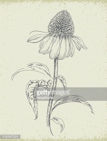 Purple Coneflower Echinacea Pencil Drawing : Vector Art Hand Leaves, Echinacea Flower, Wildflower Drawing, Purple Coneflower, Ink Doodles, Floral Drawing, Acrylic Flowers, Flower Doodles, Botanical Drawings