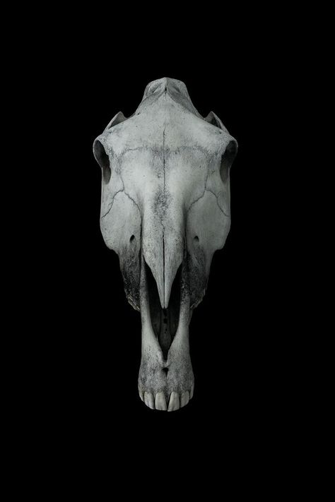 Deer Skull Art, Anatomy Studies, Horse Skull, Photography And Graphic Design, Skull Reference, Logo Game, Animal Skeletons, Prints Photography, Horse Anatomy