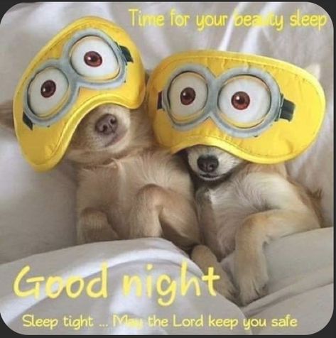 Verknipte Humor, Funny Good Night Images, Good Night Prayer Quotes, Good Night Dear, Beautiful Good Night Quotes, Good Night Sleep Tight, Good Night Funny, Good Friends Are Like Stars, Good Morning Funny Pictures