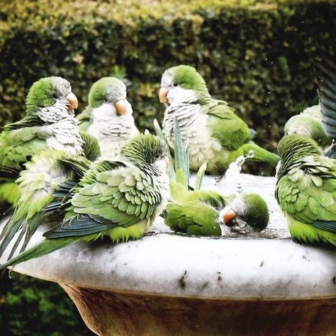 Quaker Parrot, Monk Parakeet, Green Birds, Birds Parrots, Parakeets, Bird Pictures, Green With Envy, All Birds, Exotic Birds