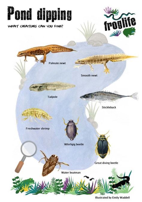 Download our free pond dipping guide to help you identify what creatures you have found. Fish Anatomy, Pond Dipping, Pond Fish, Nature Study, Amphibians, Fresh Water, Anatomy, Diving, Fish