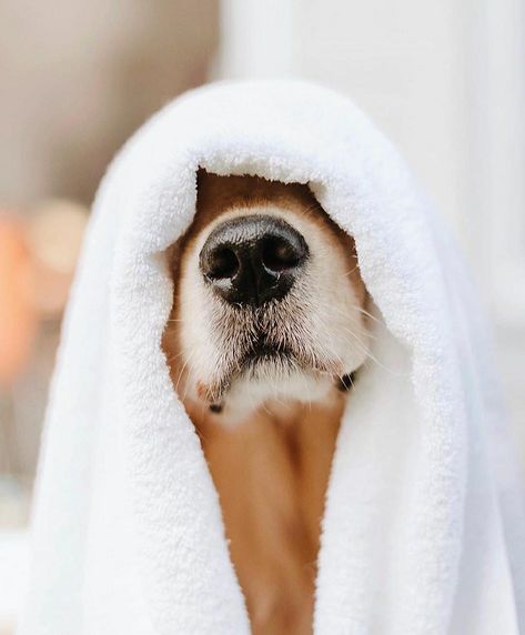 Dogs Photoshoot, Dog Bathroom, Wallpaper Dog, Dog Salon, Dog Photoshoot, Dog Nose, Grooming Salon, Dog Projects, Dog Bath