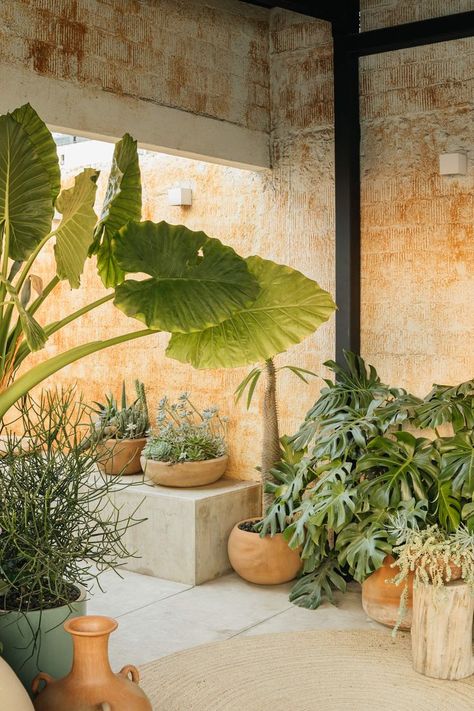 Neighborhood Architecture, Mediterranean Terrace, Small Terrace, Mediterranean Plants, Mexico City Mexico, Desert Garden, Backyard Inspo, Outdoor Restaurant, Rooftop Garden