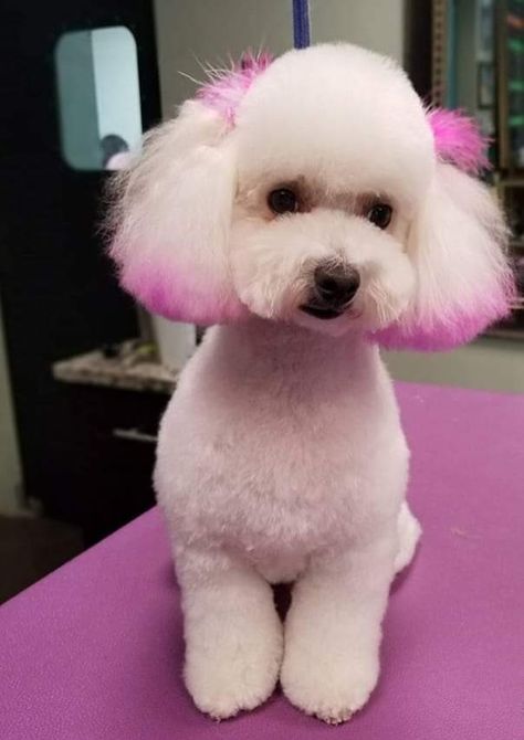 Toy Poodle Haircut, Dog Hair Dye, Dog Dye, Poodle Hair, Dog Grooming Styles, Creative Grooming, Long Haired Dogs, Dog Hotel, Dog Haircuts