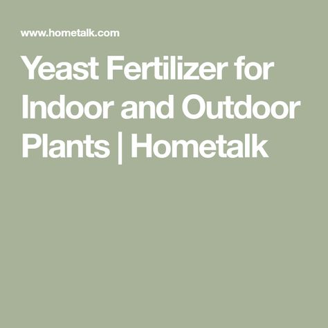 Yeast Fertilizer for Indoor and Outdoor Plants | Hometalk Yeast Fertilizer, Strawberry Fertilizer, Diy Fertilizer, Brewers Yeast, Natural Fertilizer, Fertilizer For Plants, Garden Markers, Organic Fertilizer, Natural Garden