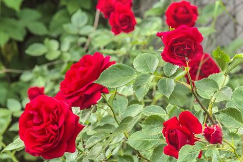 From SFGate home and garden section. How to prune rose bushes during the summer growing months. Trim Rose Bushes, How To Trim Roses, Pruning Roses, Rose Bushes, Rose Care, Rose Trees, Planting Roses, Rose Bush, Climbing Roses