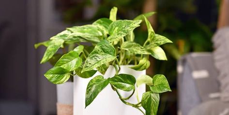 20 Types of Pothos - Easy to Grow Pothos Varieties Pothos Plant Care, Aloe Barbadensis Miller, Marble Queen Pothos, Houseplants Low Light, Hedera Helix, نباتات منزلية, Calathea Plant, Sansevieria Trifasciata, Golden Pothos