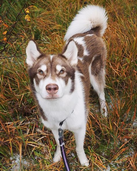 These are highly intelligent and loyal  making them great family pets. In fact  many people choose the American Kennel Club's Sporting Group as their best friend. Loyal Dog Breeds, Greenland Dog, Ancient Dogs, Rare Dogs, Rare Dog Breeds, Beautiful Dog Breeds, Funny Puppy, Dog Breeds Medium, Dog Picture