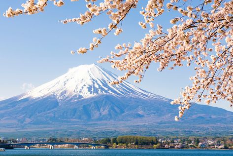 Mount Fuji Sakura, Tokyo Landscape, Environment Study, Gunung Fuji, Japan Beach, Japan Tourist, Mount Fuji Japan, Tokyo Travel Guide, Fuji Mountain