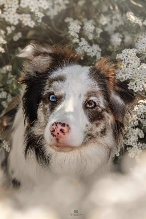 Dogs With Two Different Eye Colors, Australian Shepherd Mixed With Husky, Border Collie Puppy Aesthetic, Australian Shepherd Wallpaper, Australian Shepherd Tricolor, Australian Collie, Australian Shepherd Aesthetic, Red Merle Australian Shepherd, Mini Australian Shepherd