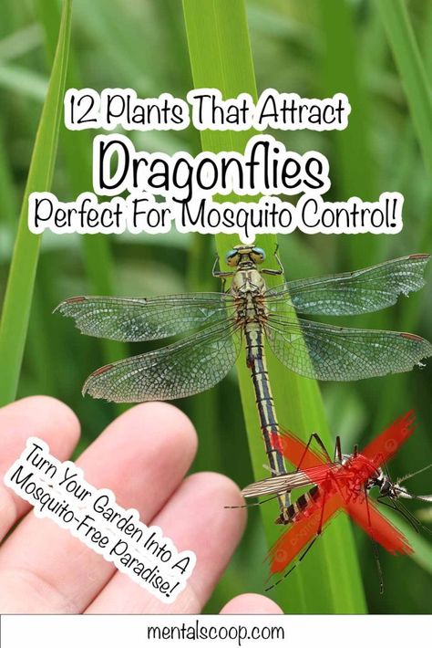 12 Plants That Attract Dragonflies, Perfect For Mosquito Control! - Mental Scoop Attract Dragonflies, Sunset With Friends, Diy Natural Detergent, Blue Flag Iris, Iris Versicolor, Peaceful Sunset, Asclepias Incarnata, Swamp Milkweed, Natural Mosquito Repellant