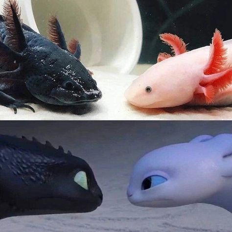 Mexican Ajolote Meets How To Train Your Dragon Funny Love, Fish, Funny, Blue, Black