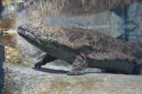 The Chinese giant salamander (Andrias davidianus) is the largest salamander and largest amphibian in the world, reaching a length of 180 cm. It is fully aquatic and is endemic to rocky, mountain streams and lakes in China. Chinese Giant Salamander, Giant Salamander, Mountain Streams, Animal Study, Mountain Stream, Frog And Toad, Rocky Mountain, Amphibians, Toad