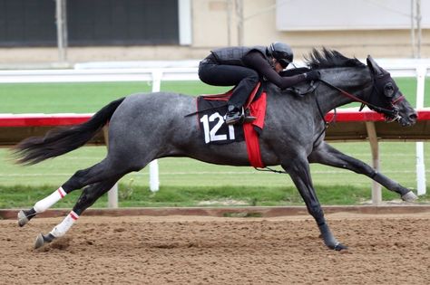 Racing Horse, Race Horses, Race Horse, Horse Race, Thoroughbred Racehorse, Horse Anatomy, Beautiful Horse Pictures, Thoroughbred Horse Racing, Horse Inspiration