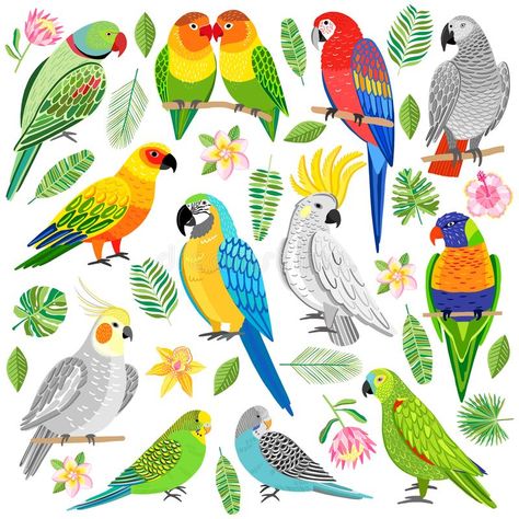 Tropical Parrot Illustration, Tropical Bird Drawing, Parrots Illustration, Parrots Drawing, Parrot Vector, Parrot Illustration, Parrot Cartoon, Parrot Craft, Parrot Tattoo