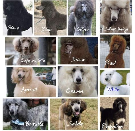 Silver Beige Poodle, Poodle Colors, Standard Poodle Haircuts, Dog Breeding Business, Poodle Haircut Styles, Go Dog Go, Silver Poodle, Poodle Haircut, Dog Grooming Styles