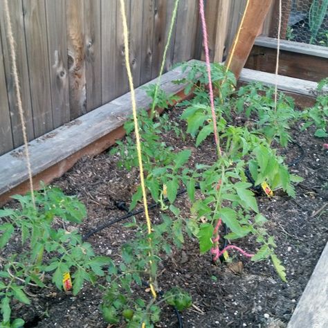 Training Tomato Plants With Rope Tie Up Tomato Plants, Planting Vines, Diy Projects For The Home, Veggie Gardens, Garden Frogs, Plant Clips, Diy Raised Garden, Colored Rope, Raised Garden Beds Diy