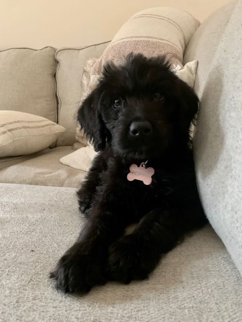 Black Labradoodle Puppy, Labradoodle Black, Black Tea Cup, Black Labradoodle, Mini Goldendoodle Puppies, Labradoodle Puppy, Mini Goldendoodle, What Dogs, Goldendoodle Puppy