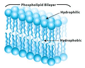 http://alevelnotes.com/content_images/i39_92963504114589263.gif Phospholipid Bilayer, Cholesterol Exercise, Foods Chicken, Lower Cholesterol Naturally, Cholesterol Recipes, Cholesterol Symptoms, Cholesterol Lowering, Plasma Membrane, Cholesterol Medications