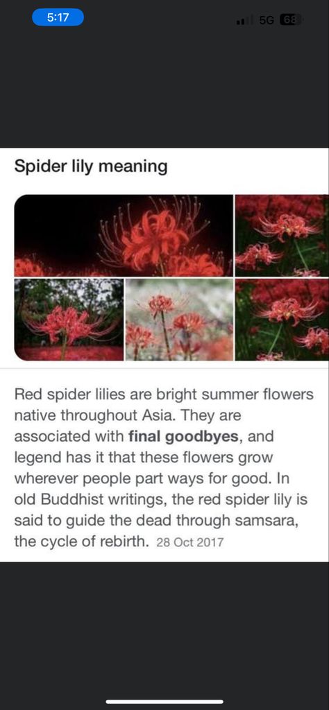 Lily Meaning, Lily Tattoo Meaning, Red Moles, Red Spider Lily, Spider Lily, Butterfly Species, Red Lily, Lily Tattoo, Flower Meanings