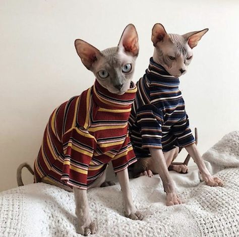 Two sphynx cats wearing sleeved striped sweaters made from cotton Kitten Sweater, Chat Sphynx, Hairless Cats, Sphynx Cat Clothes, Devon Rex Cats, Cat Body, Cornish Rex, Rex Cat, Devon Rex