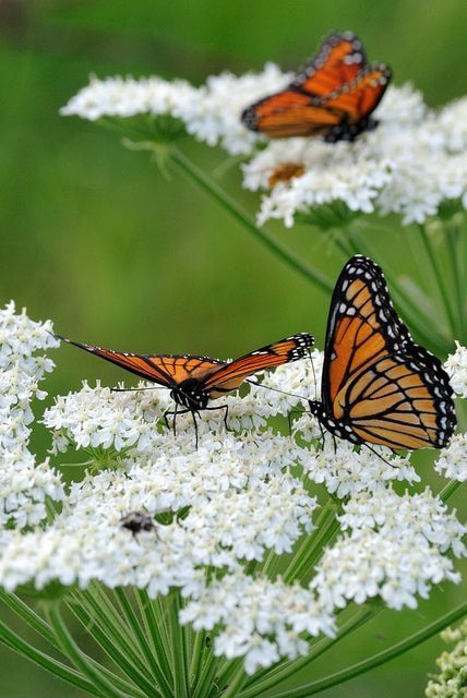 Viceroy Butterflies on Cowparsnip (Herableum maximum) Black Butterflies, Butterfly Pictures, Butterfly Kisses, Queen Annes Lace, Butterfly Wallpaper, Butterfly Garden, Butterfly Flowers, Monarch Butterfly, A Butterfly