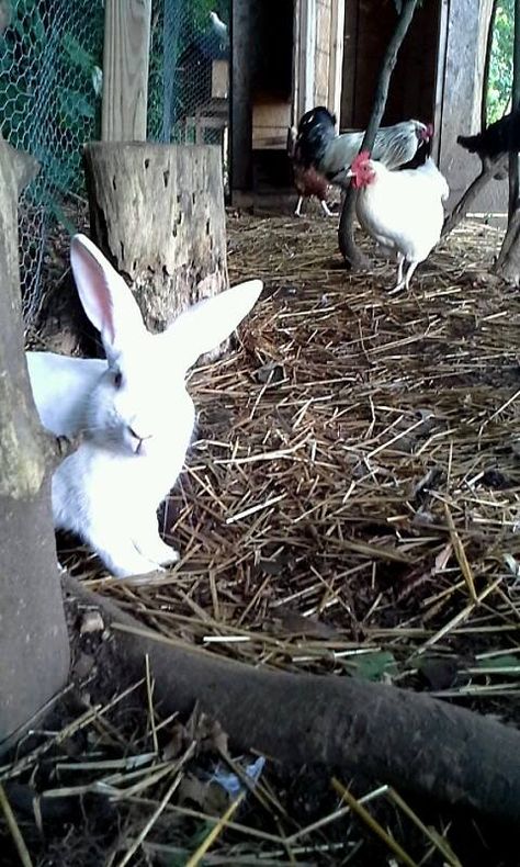 Rabbits living with chickens?? | BackYard Chickens - Learn How to Raise Chickens Chickens And Rabbits Living Together, Rabbits And Chickens Together, Backyard Livestock, Chicken Ladder, Rabbit Pellets, Rabbit Feeding, Female Rabbit, Duck Or Rabbit, Chicken Home