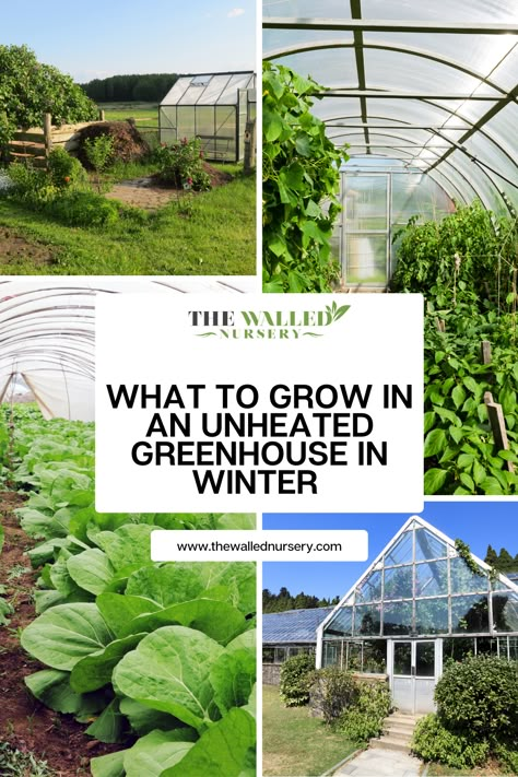 While outdoor gardening may be limited due to the colder temperatures, an unheated greenhouse can provide a protected environment for a variety of crops. So, what can you grow in an unheated greenhouse? Herbs To Grow In Greenhouse, Flowers In Greenhouse, Hoop Green House Ideas, Greenhouse Food Garden, All Season Greenhouse, Greenhouse Winter Gardening, Greenhouse Garden Ideas, Beginner Greenhouse, Greenhouse Floor Ideas