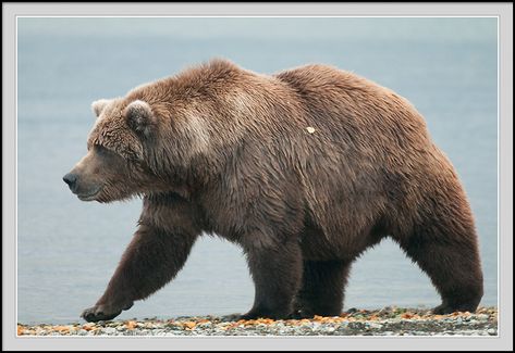 Grizzly Bear Side View, Bear Side Profile, Bear Poses, Grizzly Bear Photography, Beruang Grizzly, Bears Photos, Bear Reference, Bear Walking, Alfabet Font