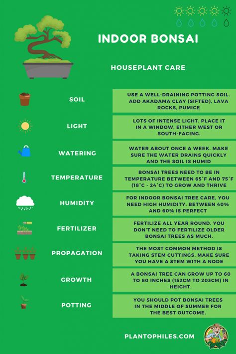 Have a look at our Bonsai Tree Care Sheet and read our article. #bonsai #plantcare #plantophiles Growing A Bonsai Tree From Seed, Indoor Bonsai Tree Types, Norway Spruce Bonsai, Bonsai Care Tips, How To Take Care Of A Bonsai Tree, Bonsai Tree Meaning, Bonzai Tree Care, Bonsai Tree Care Indoor, Bonsai Plants How To Grow